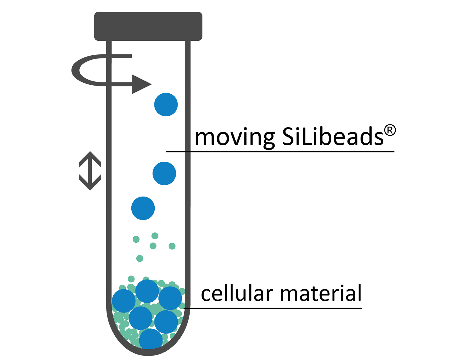 Cell disruption by bead beating